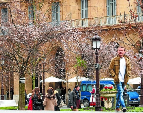 En Donostia estos días han florecido cerezos ornamentales. 
