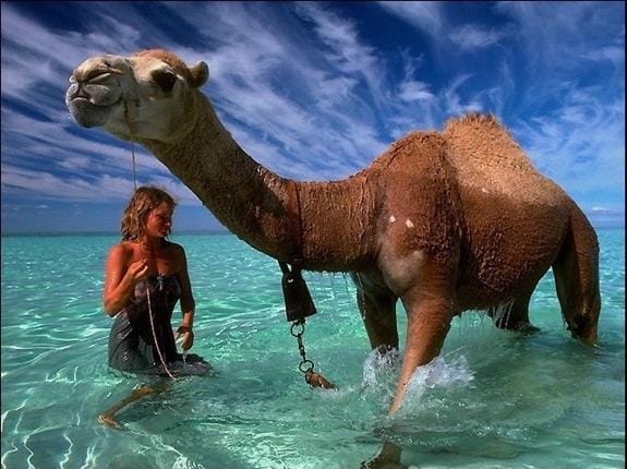 Robyn Davidson con unos de sus camellos en el Oceáno Índico tras completar su viaje