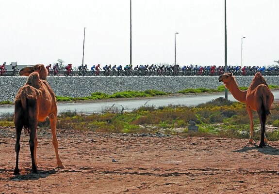 Unos camellos parecen observar el paso de la Vuelta a Omán.