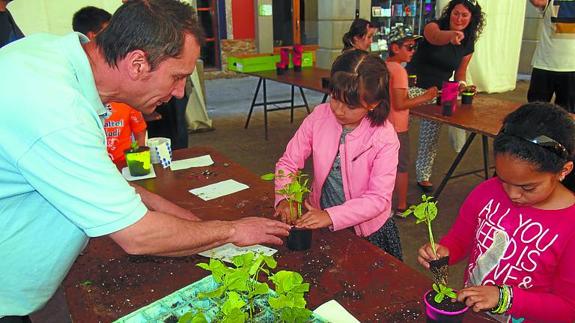 Los chavales plantaron 250 vainas y cinias. 