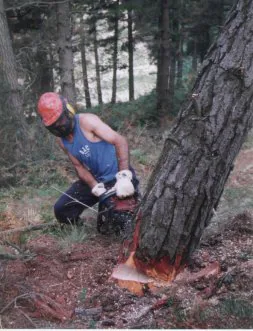 Un operario forestal talando un pino. [MIGUEL ANGEL GONZÁLEZ]