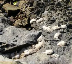 Las ovejas se despeñaron y muchas acabaron en las rocas de Jaizkibel; otras se perdieron en el mar.