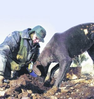 Los perros son el elemento esencial a la hora de localizar las trufas. ::
A.A.