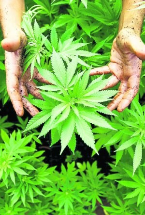 Los clubes de cannabis han facilitado al Parlamento Vasco datos sobre sus plantaciones. ::                             EFE