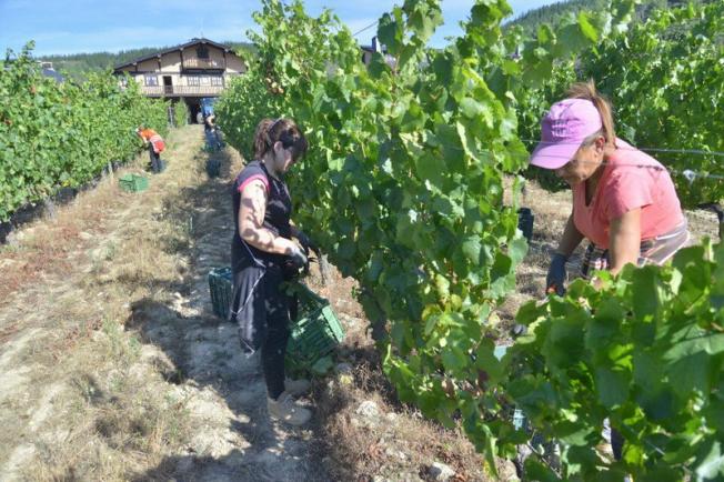 El Palacio de Canedo inicia este martes la recogida de uva de la variedad chardonnay. 