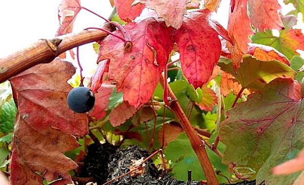 El otoño tiñe de color los viñedos del Bierzo. 