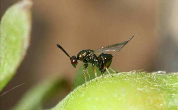 Avispilla del castaño.