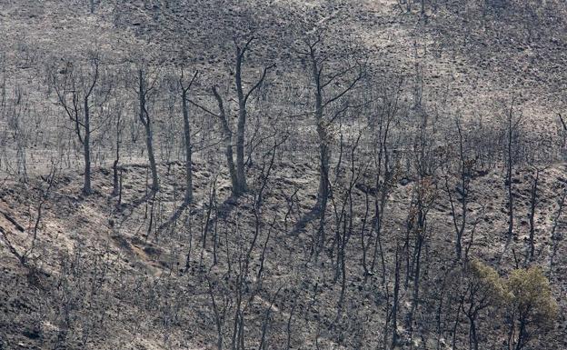 Imagen de los efectos del incendio forestal de La Cabrera.