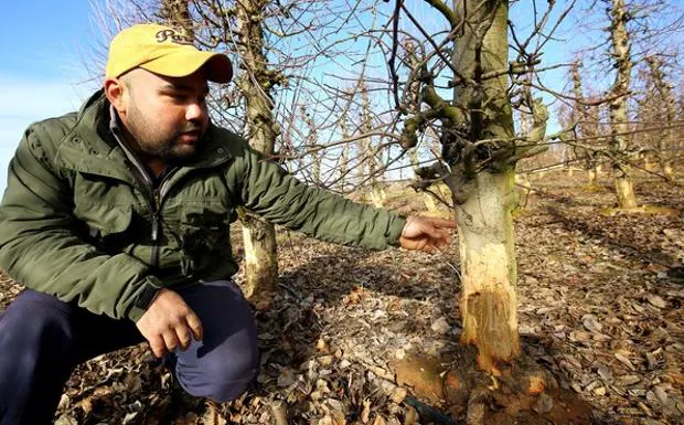 Frutales dañados por la plaga de conejos en una finca en la localidad de Narayola. 