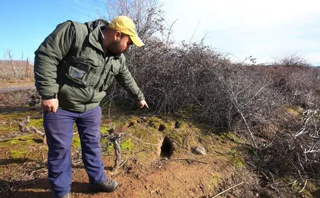 Una de las madrigueras de conejos en una finca de la localidad de Narayola.