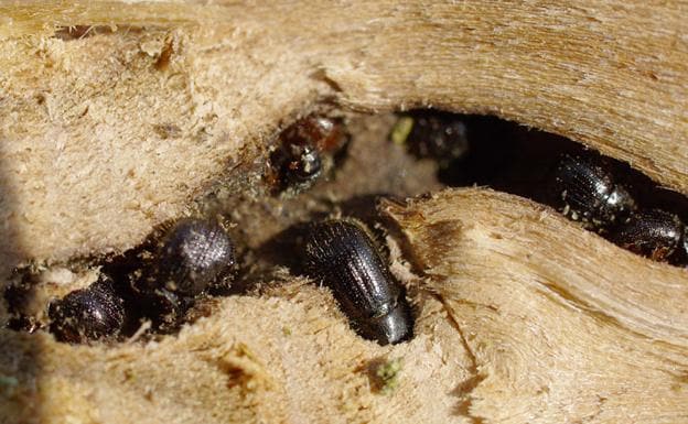Advierten de la presencia de un insecto barrenador de la madera en las plantaciones de peral y castaño del Bierzo