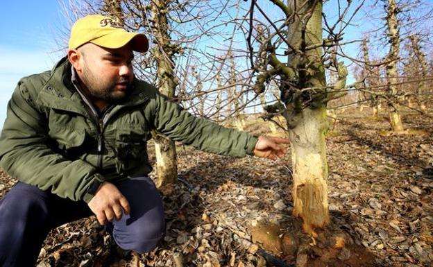 Un agricultor muestra uno de los árboles dañados por la plaga de conejos.