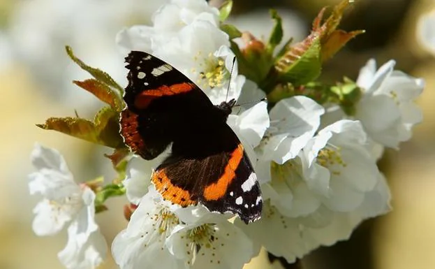 Cerezos en flor en El Bierzo.