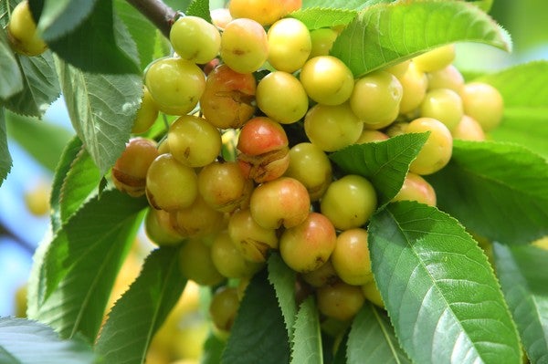 Fotos: Daños causados por las lluvias en las cerezas del Bierzo con Marca de Garantía