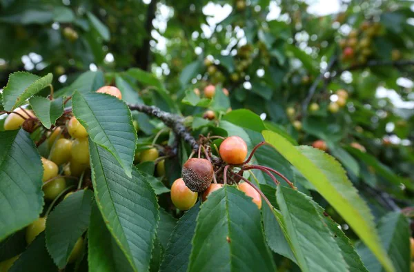 Fotos: Daños causados por las lluvias en las cerezas del Bierzo con Marca de Garantía