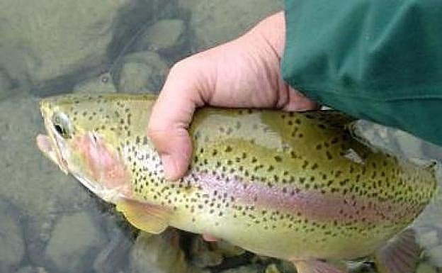 La Junta prohíbe en Toral de los Vados la actividad 'pesca de truchas a mano'