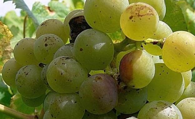 La Junta alerta de un fuerte aumento de población de la polilla del racimo en viñedos del municipio de Toral de los Vados.