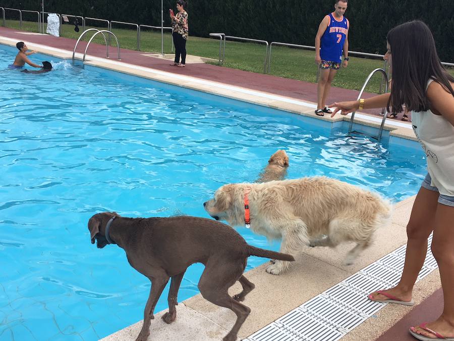 Fotos: Los perros disfrutan de la piscina