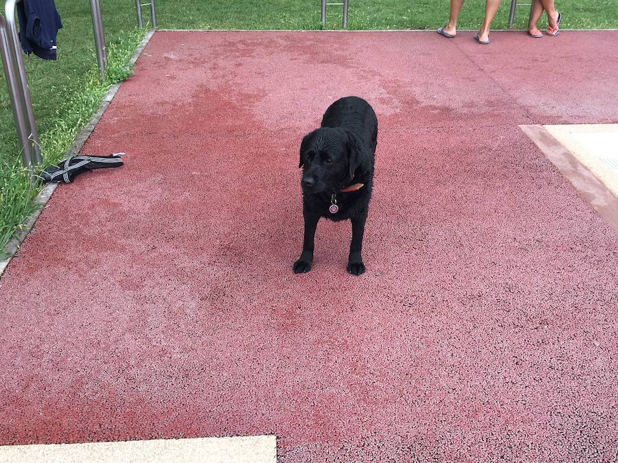Fotos: Los perros disfrutan de la piscina