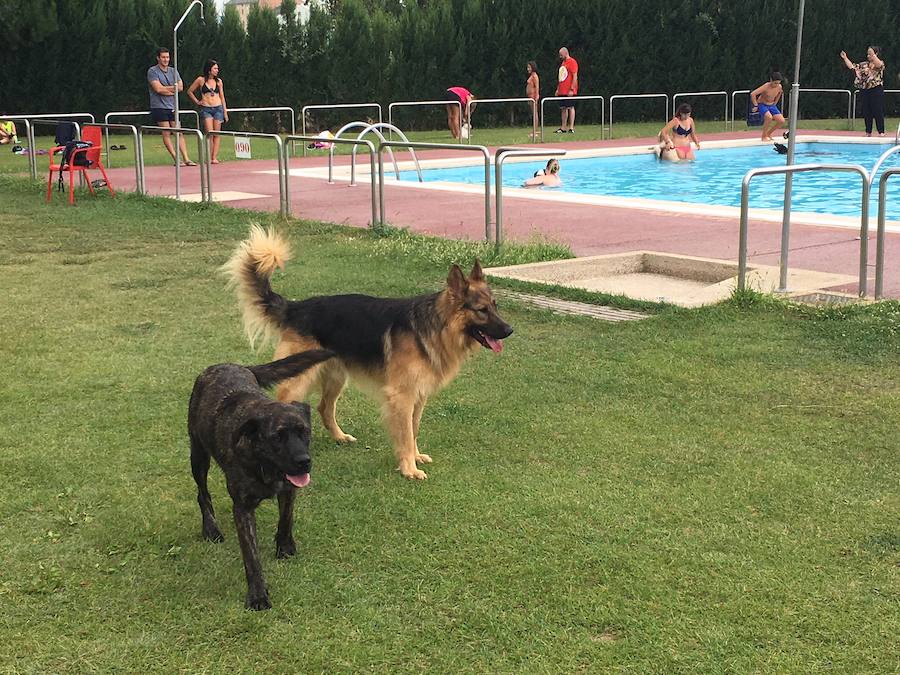 Fotos: Los perros disfrutan de la piscina