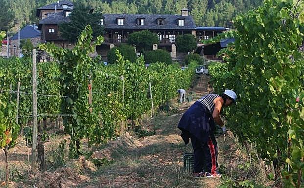 Arranca la vendimia en el Palacio de Canedo. 