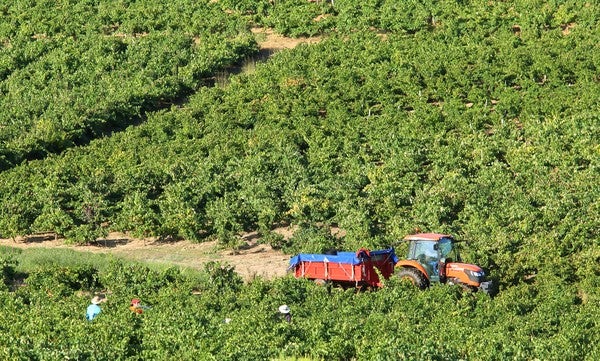 Fotos: Vendimia en El Bierzo