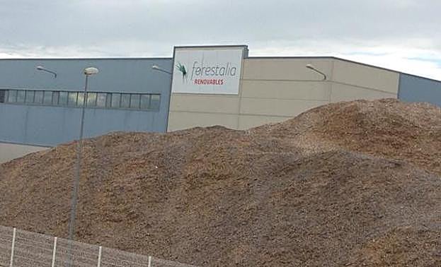 Imagen de una planta de Forestalia.