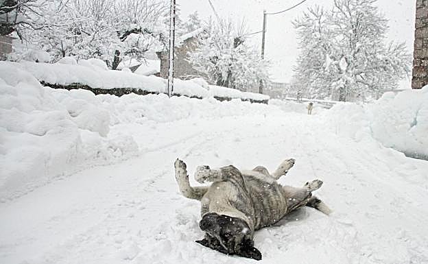 Un perro juega sobre la nieve este martes en la provincia de León. 