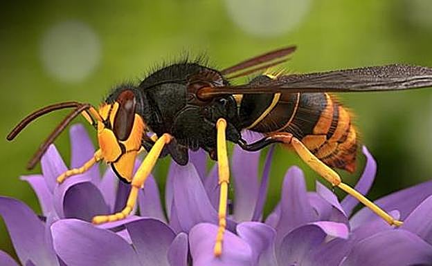 Ejemplar de vespa velutina. 