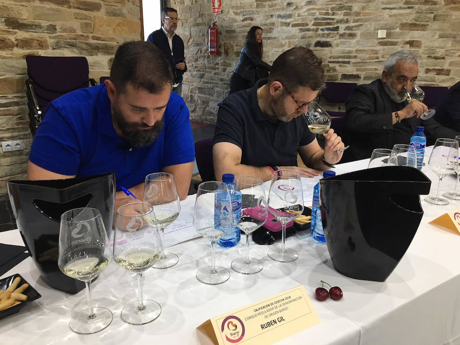 Fotos: La añada de 2018 de la DO Bierzo recibe la calificación de «excelente»