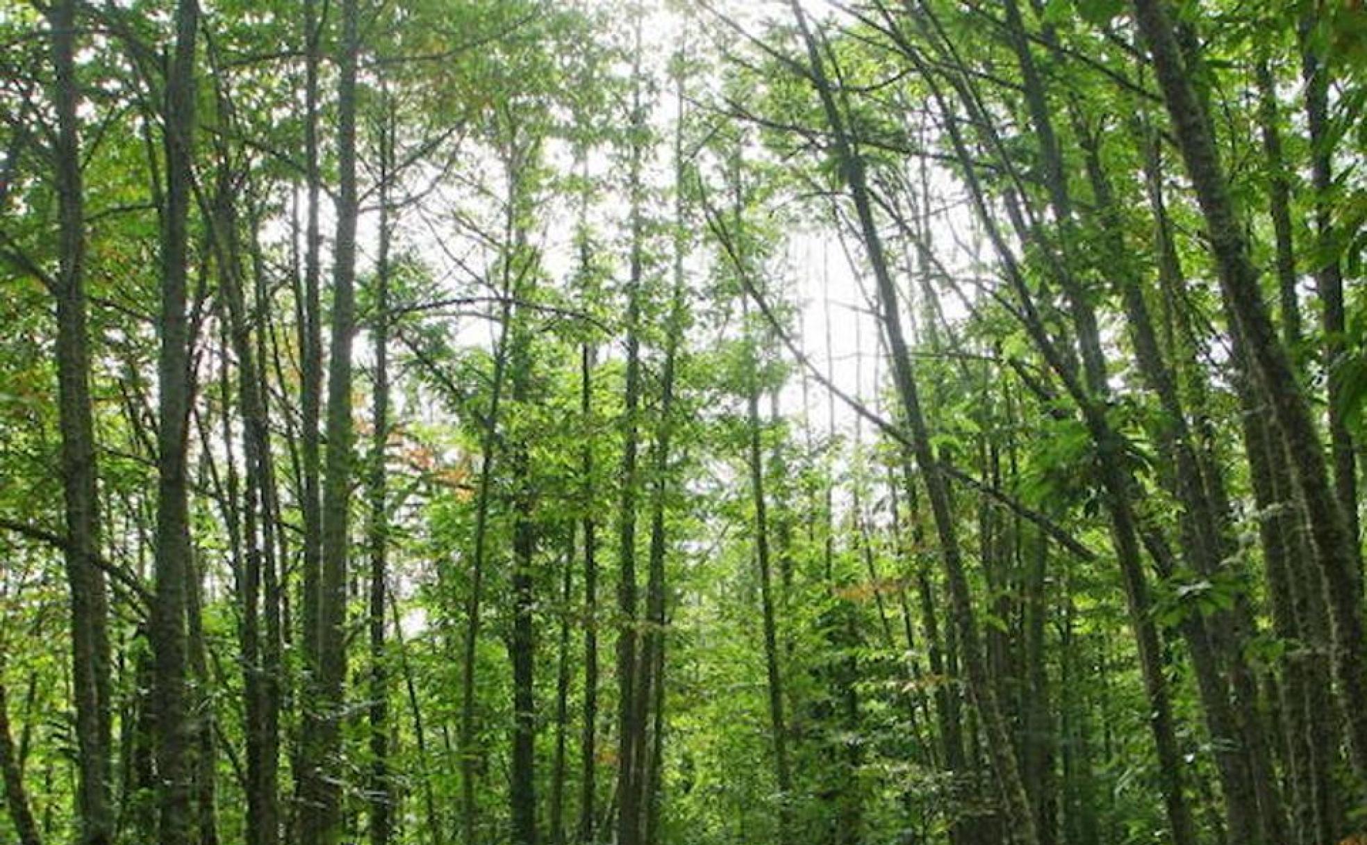 Bosque en Villar de los Barrios.