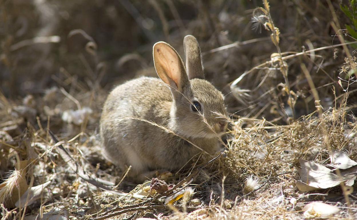 La Junta autoriza la caza de conejo y jabalí en la comarca tras la petición de la DO Bierzo por los daños en las viñas
