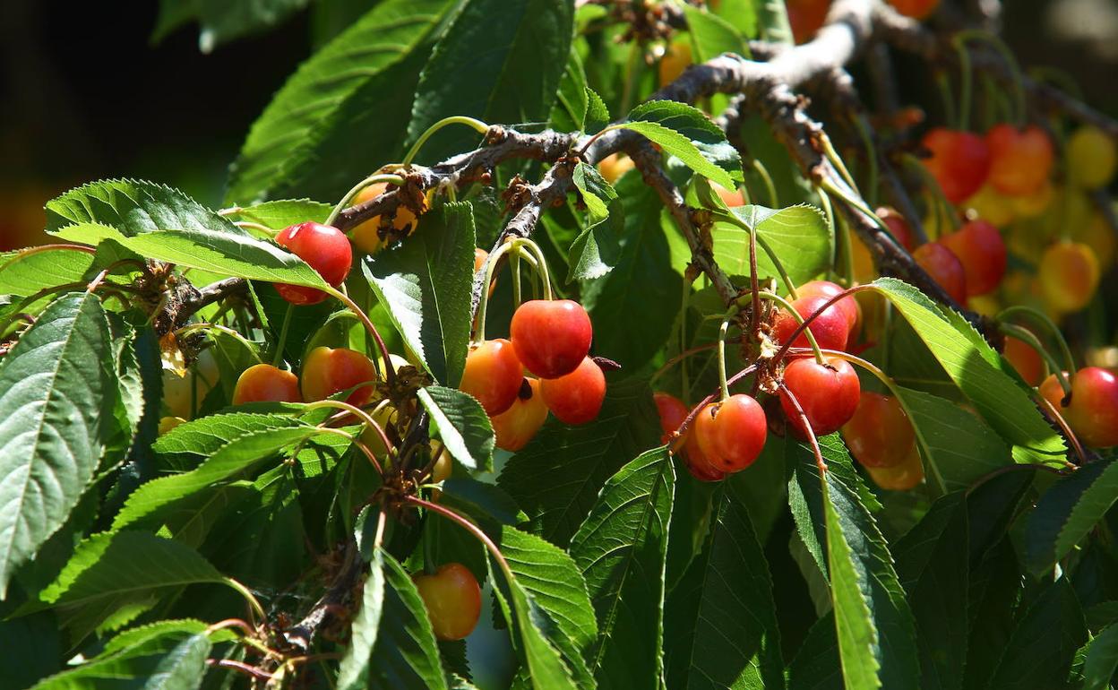 Cerezas de la Marca de Garantía Bierzo.