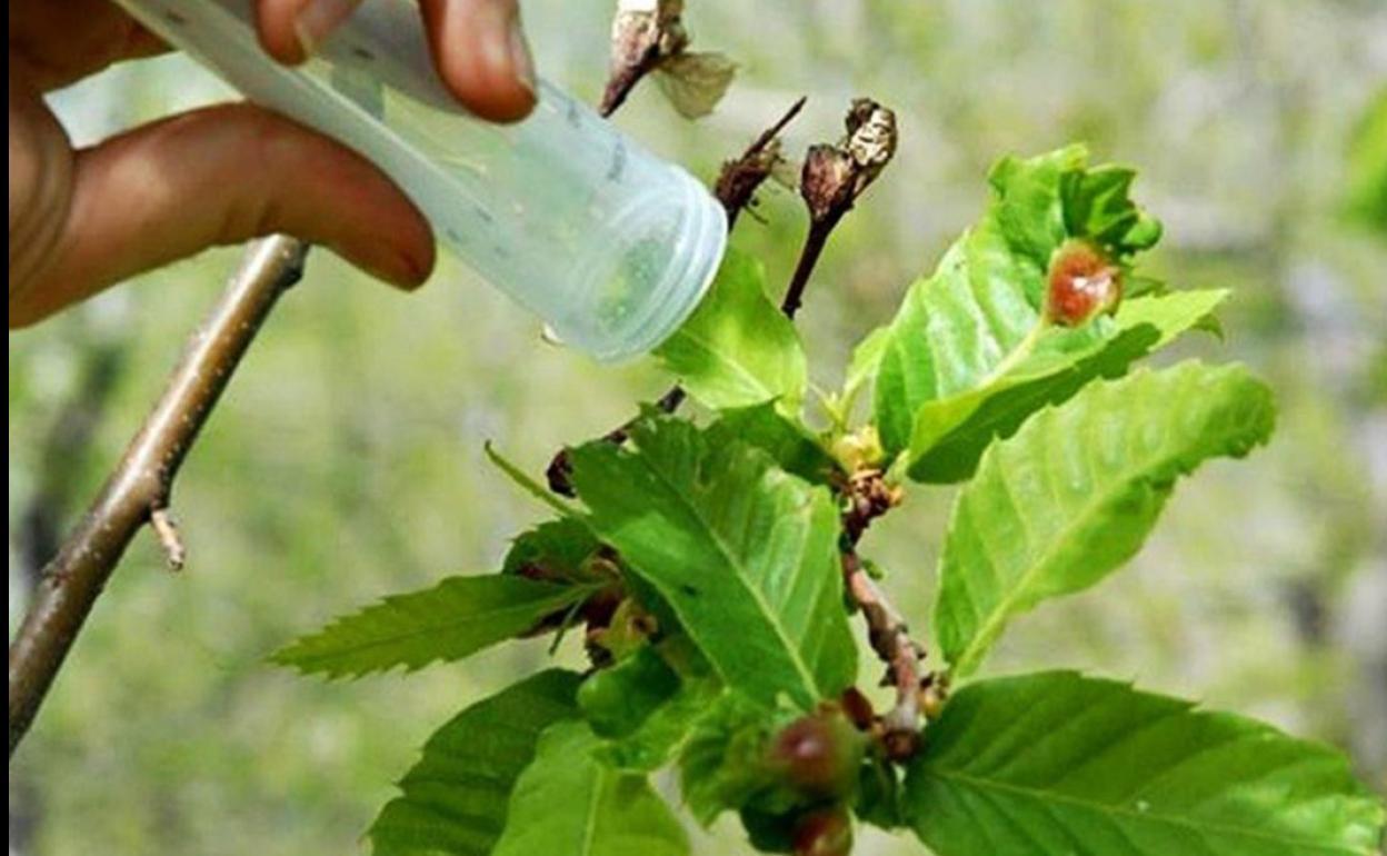 Suelta de Torymus sinensis.