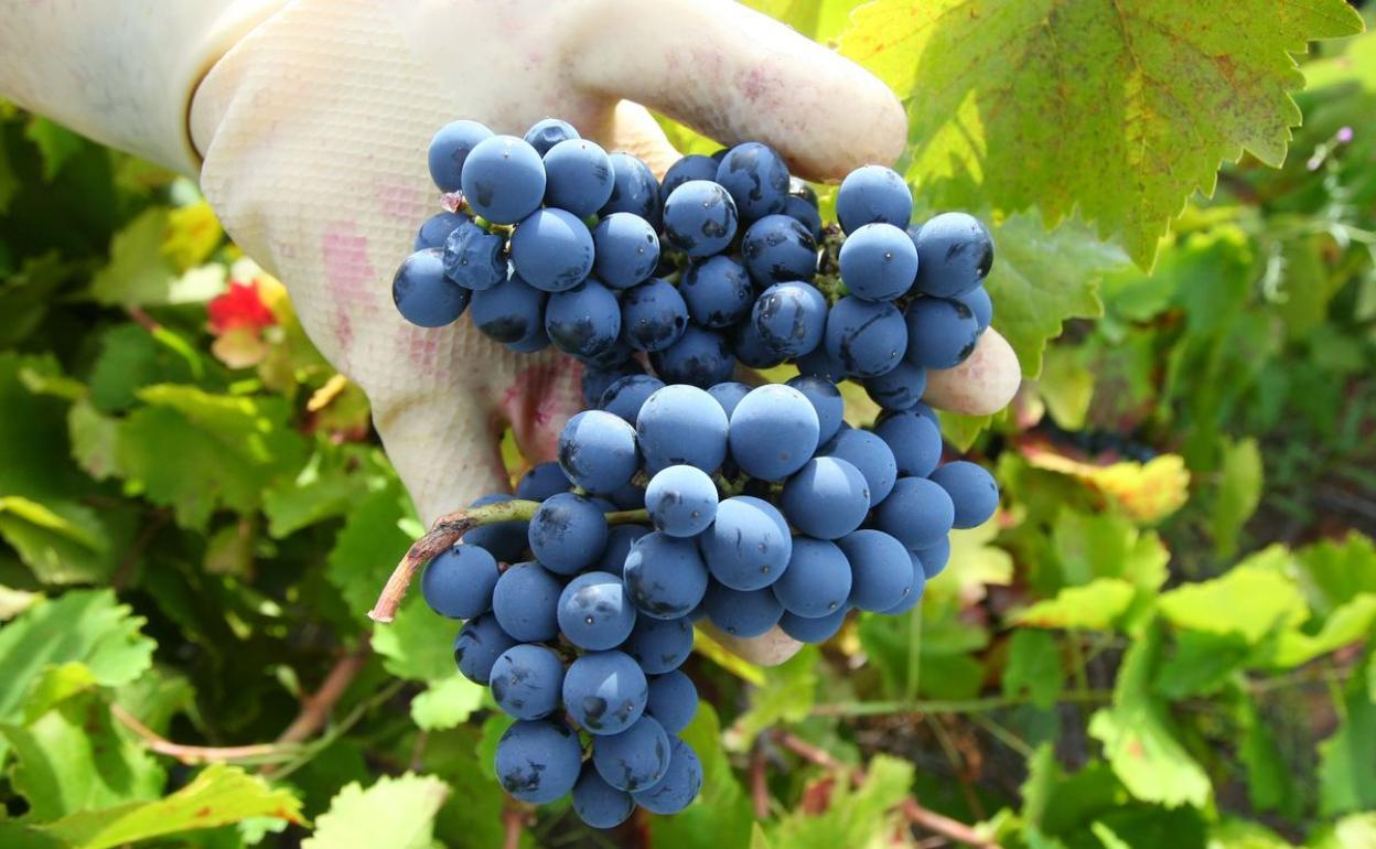 Uvas de la DO Bierzo.