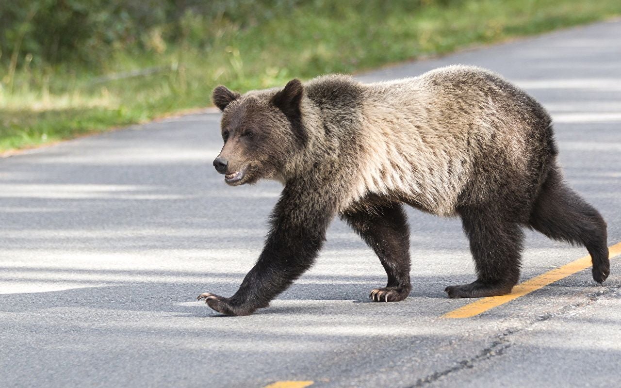 ¿Qué debemos hacer si vemos un oso en la carretera?