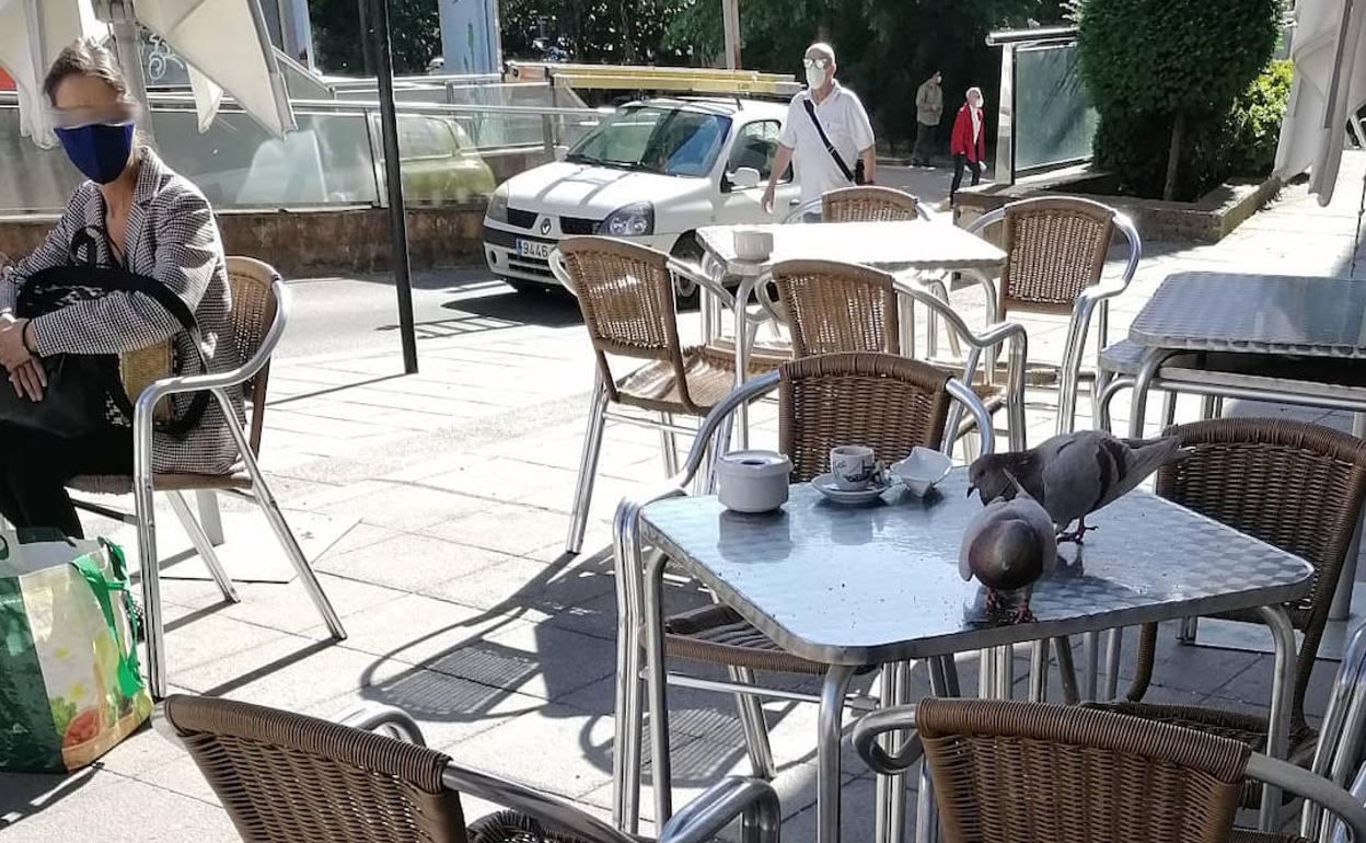 Palomas en la mesa de una terraza en Ponferrada.