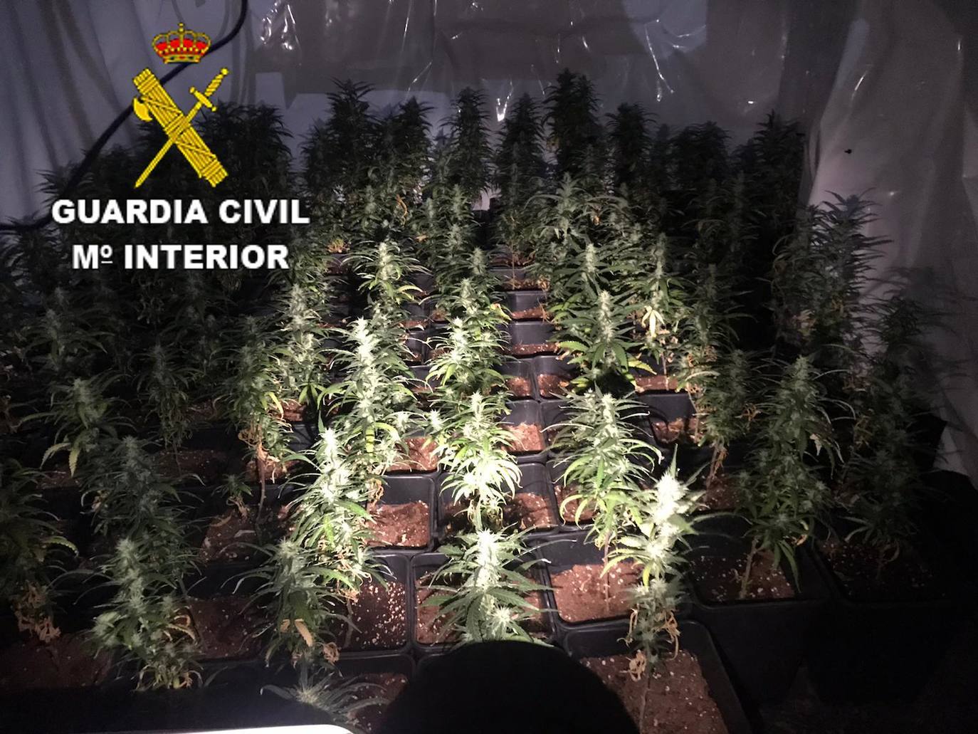 Fotos: La Guardia Civil detiene a tres personas y desmantela una plantación &#039;indoor&#039; de marihuana en San Miguel de las Dueñas