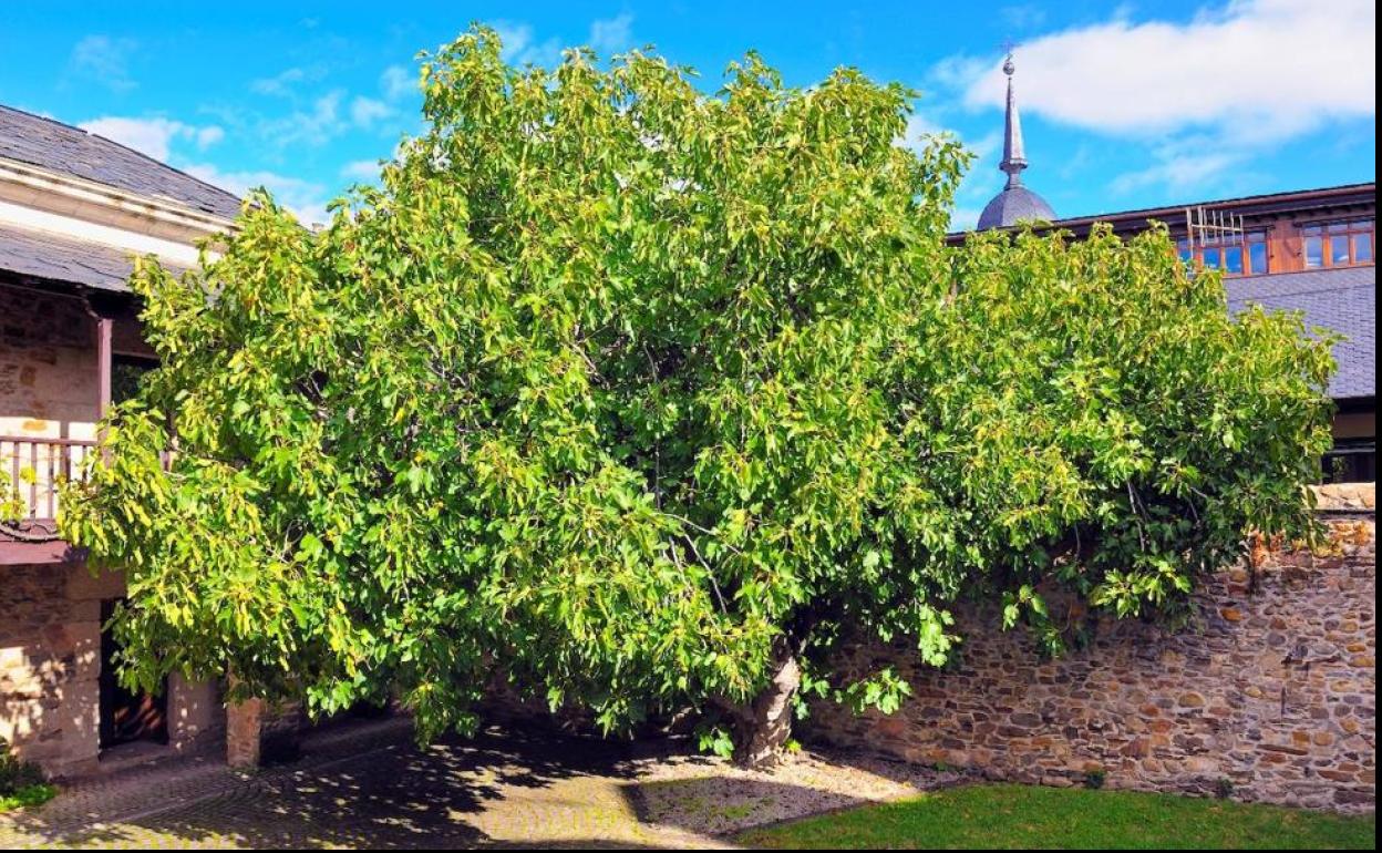 Patio de la Higuera del Museo del Bierzo.