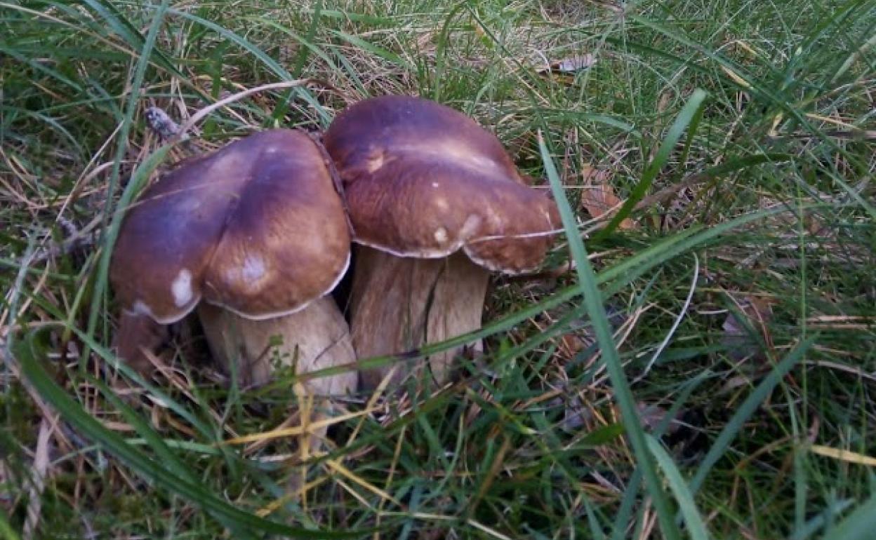 La Asociación Cantharellus suspende las XXV Jornadas Micológicas del Bierzo