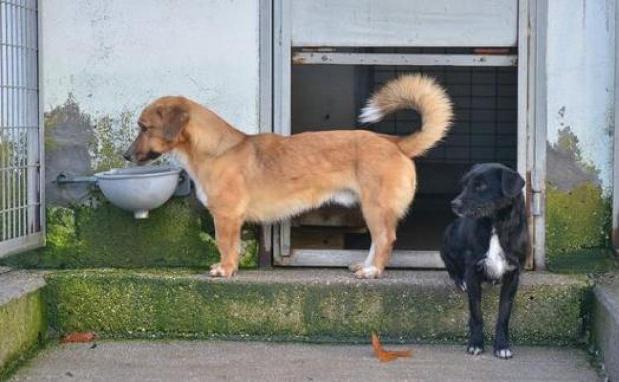 Perros en el albergue municipal de Ponferrada.