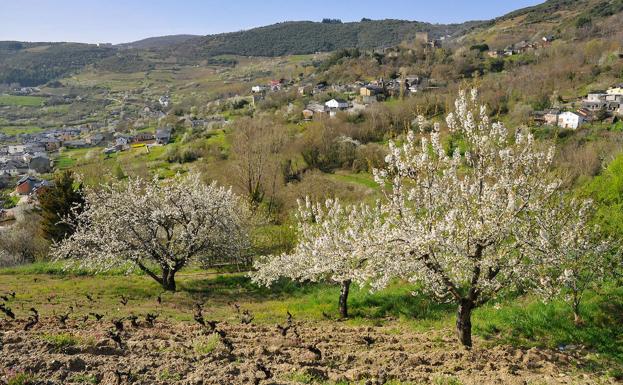 Cerezos en flor en Corullón.