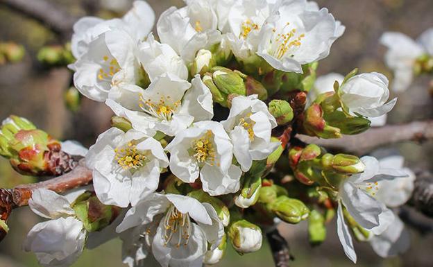 Flor del cerezo.