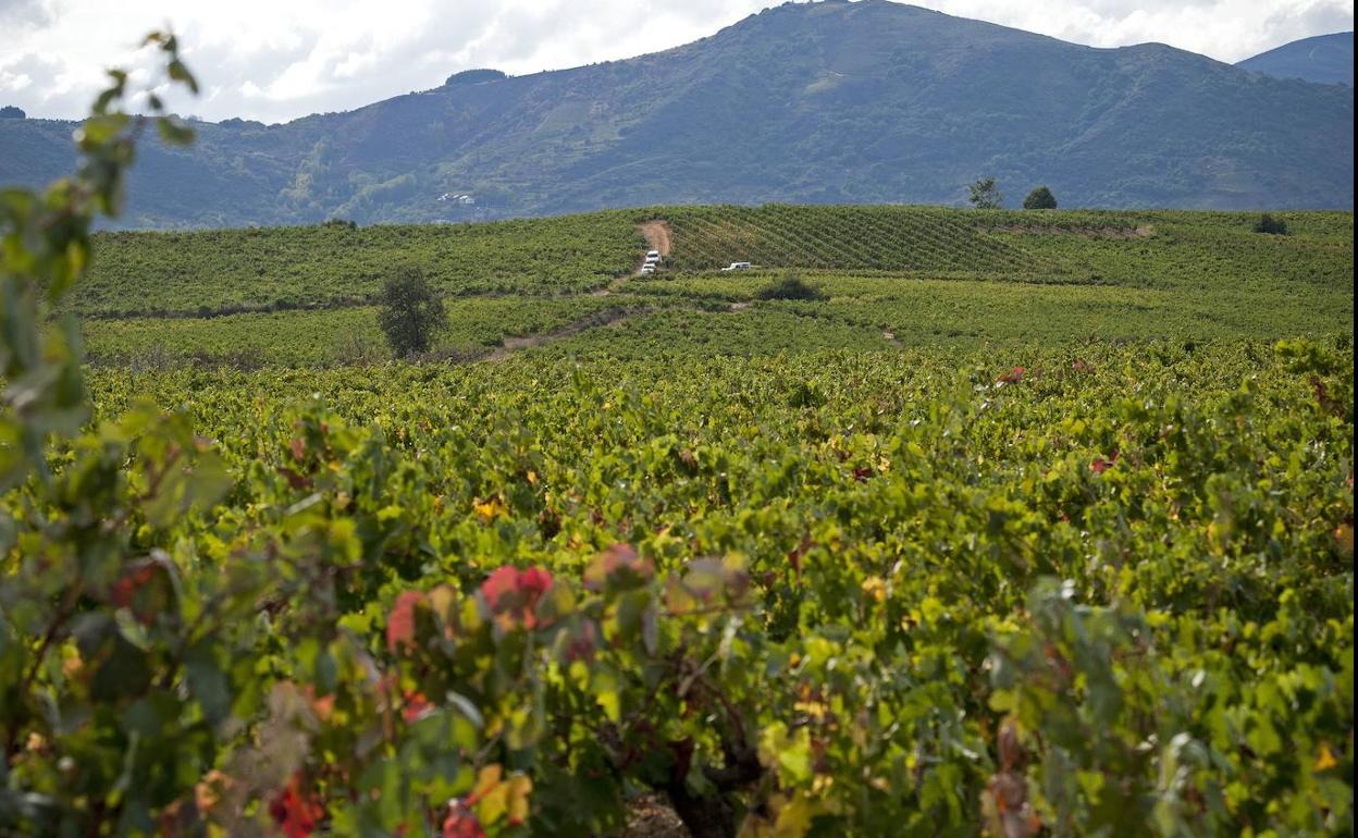 Viñedo en El Bierzo.