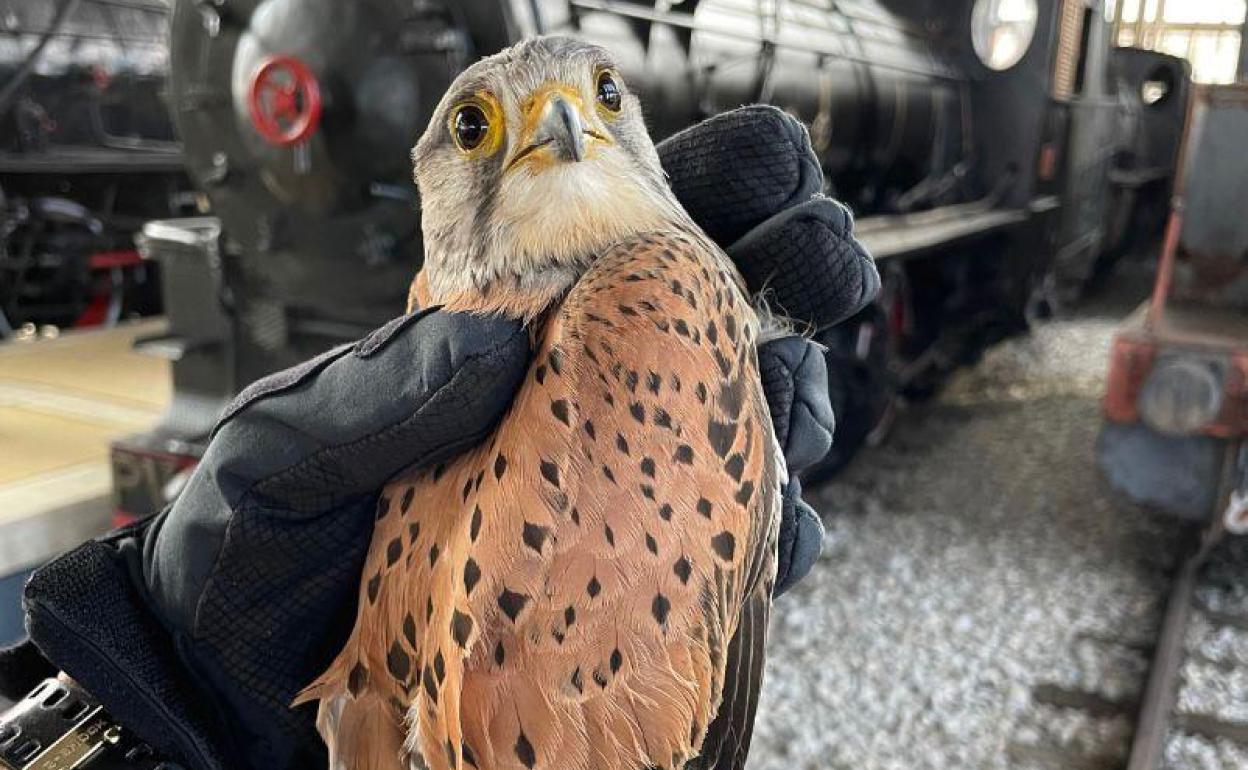 Cernícalo capturado en el Museo del Ferrocarril de Ponferrada,
