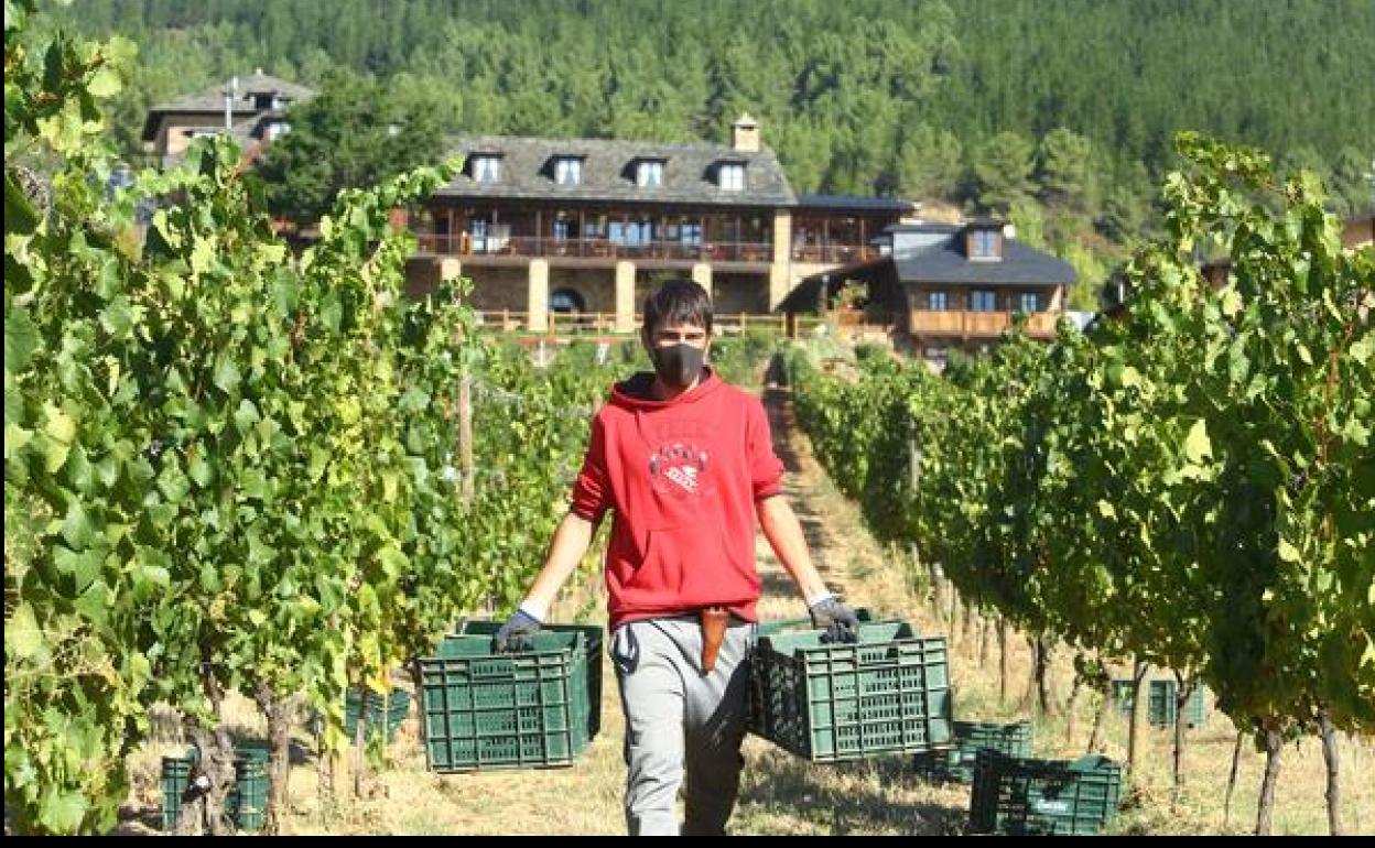 Vendimia en el Palacio de Canedo.