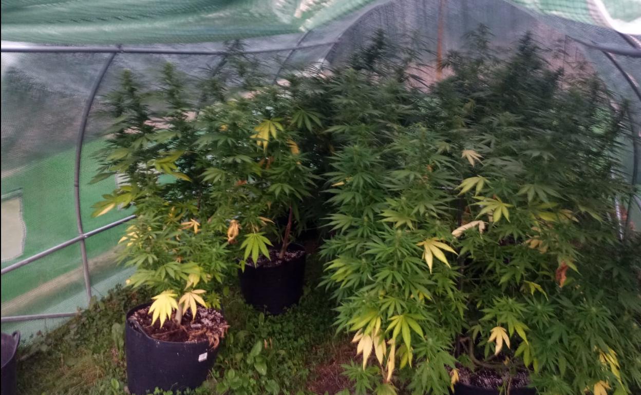 Plantas de marihuana intervenidas por la Policía Local de Ponferrada en Valdecañada.