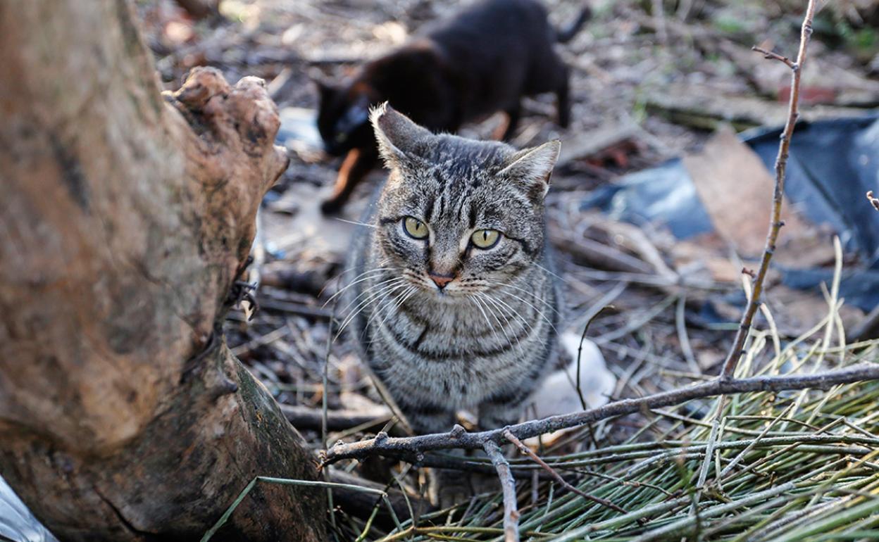 Gato callejero.