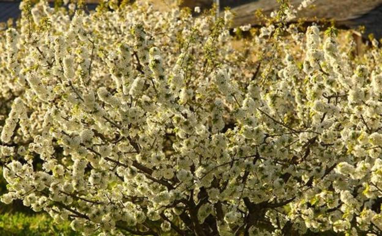 Cerezos en flor.