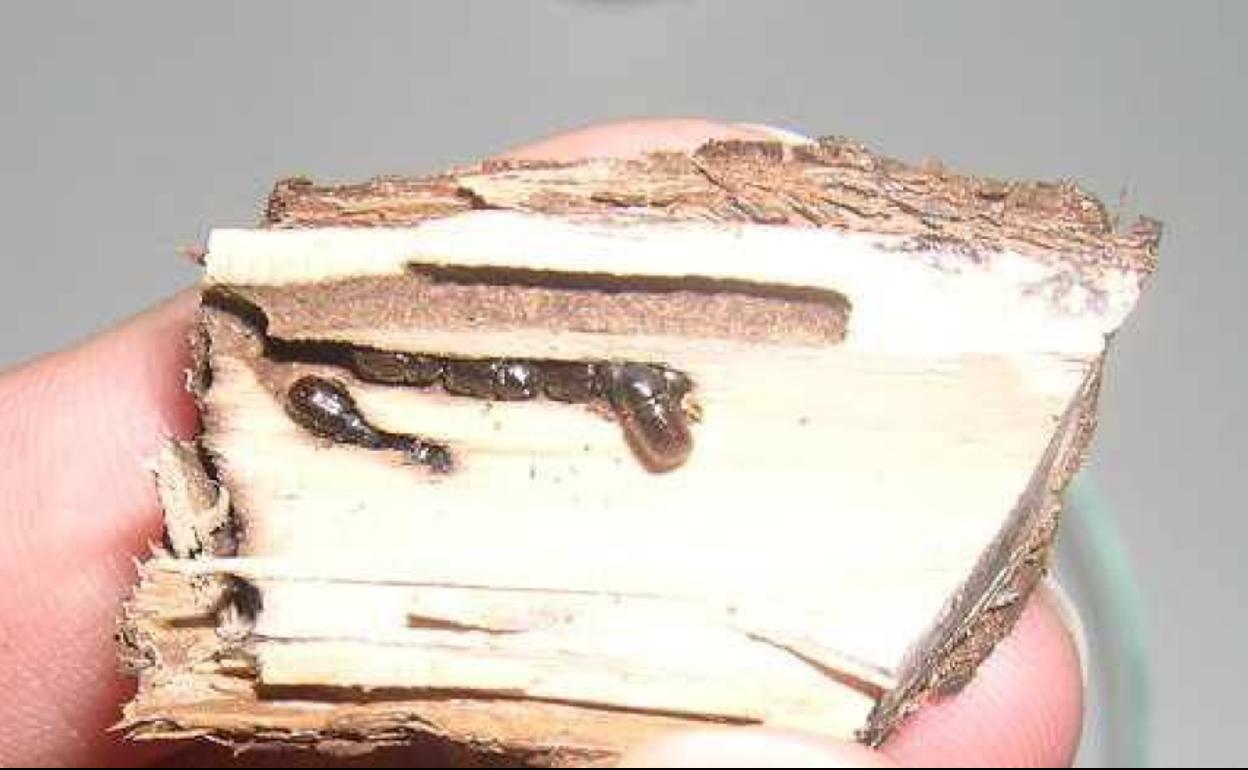 Galería de Xileborus dispar en el interior de una rama de peral, con los adultos recién avivados en su interior.